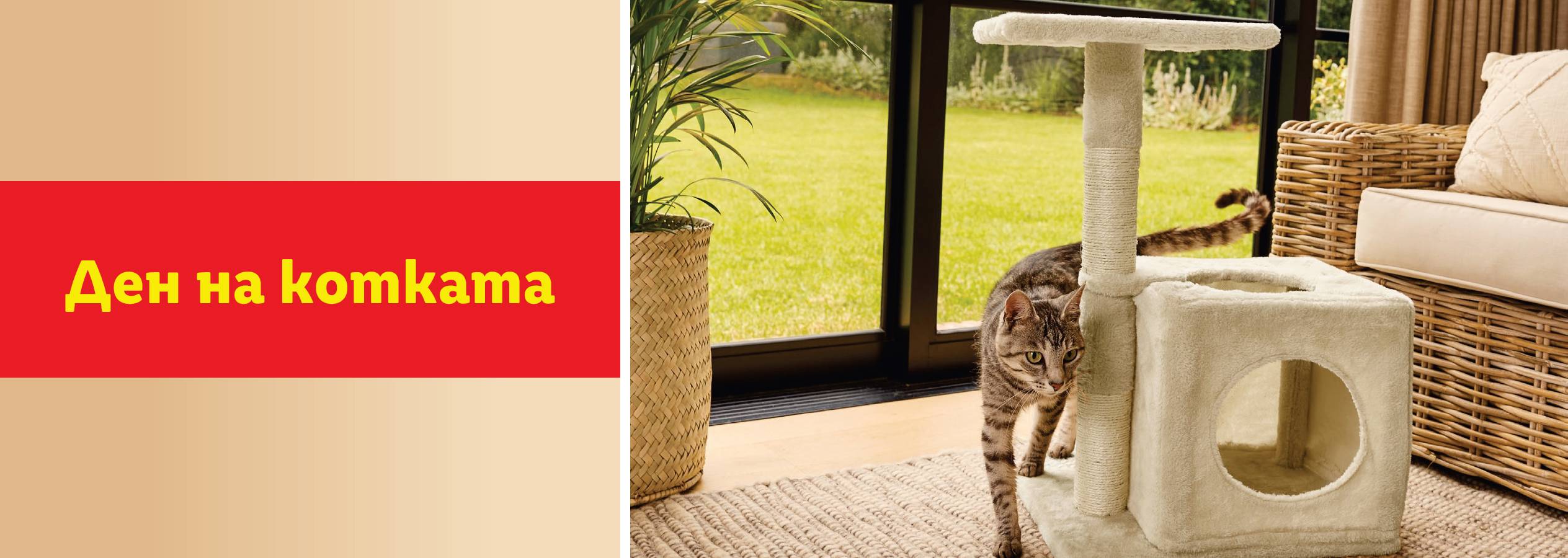 Котка се крие в кутия за котки.