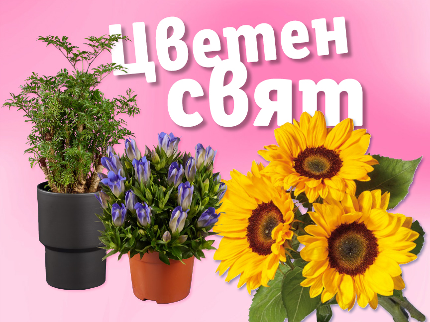 Слънчогледи, генциана и друго цвете в саксии.