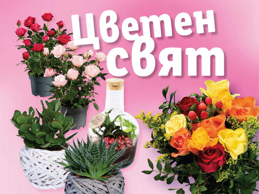 Различни цветя и растения, включително рози, сукуленти и терариум, на розов фон.