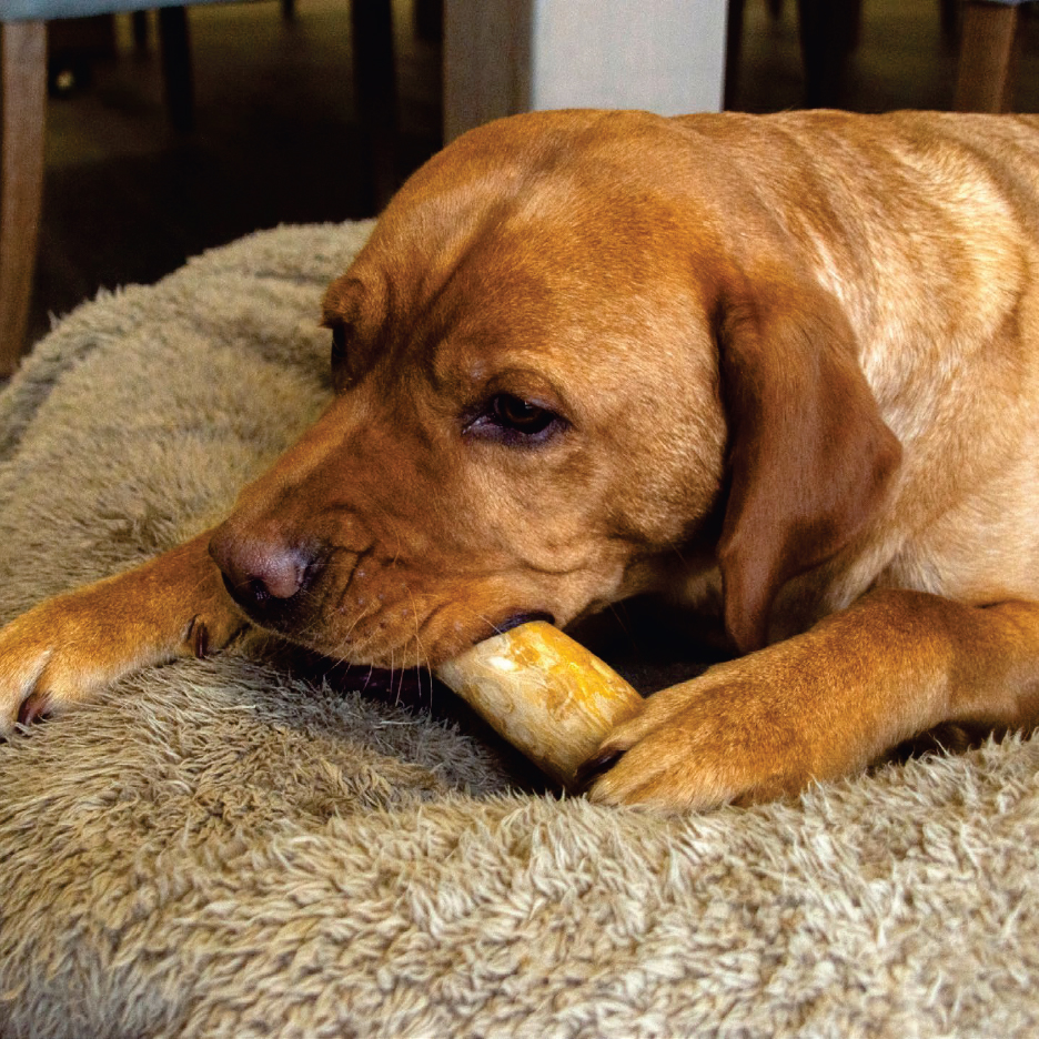 Куче дъвче кокал върху пухкаво легло.