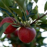 Червени ябълки на ябълково дърво.