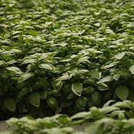 Босилек в разсадник.