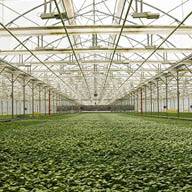 Отглеждане на растения в оранжерия.