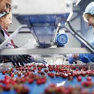 Работници сортират череши на производствена линия.