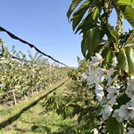 Цъфтящи черешови дървета в овощна градина.