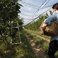 Беритба на череши в овощна градина с мрежи.