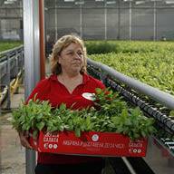 Жена носи щайги с растения в оранжерия.