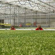 Отглеждане на растения в оранжерия.