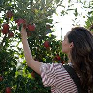 Жена бере червени ябълки от ябълково дърво.