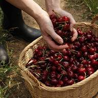 Ръце, пълни с череши, които се слагат в кошница.