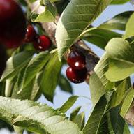 Череши на дърво.