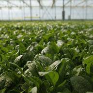 Салата и други листни зеленчуци се отглеждат в оранжерия.