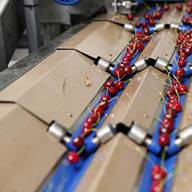 Сортиране на череши на производствена линия.