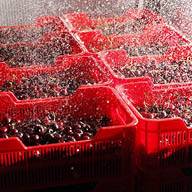 Вишни се мият в червени пластмасови щайги.