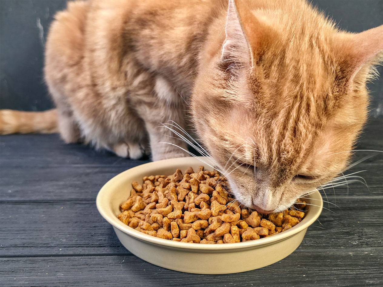 Рижа котка яде суха храна от купа.