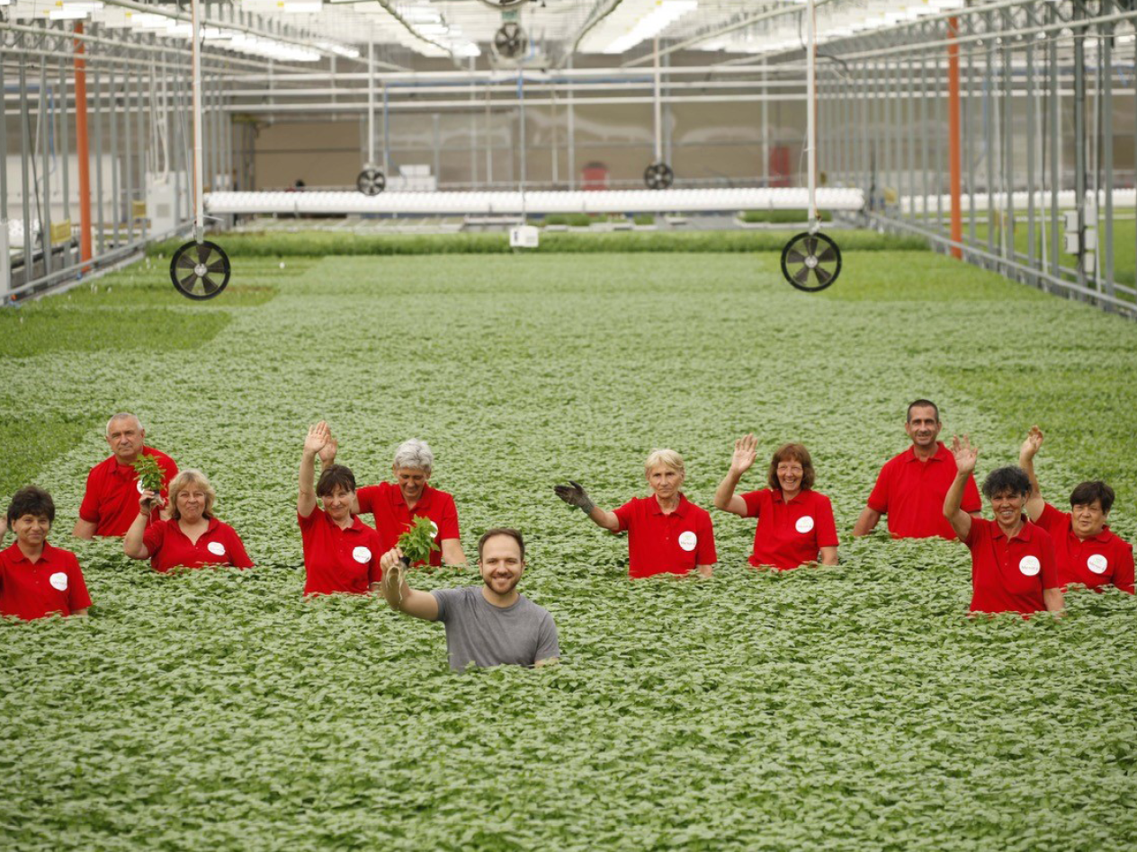 Отглеждане на босилек в оранжерия.