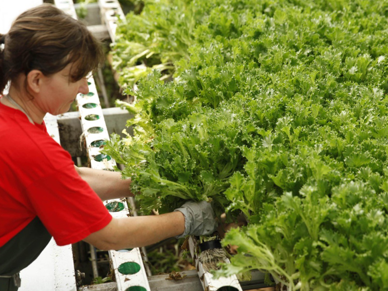 Хидропонно отглеждане на салата.