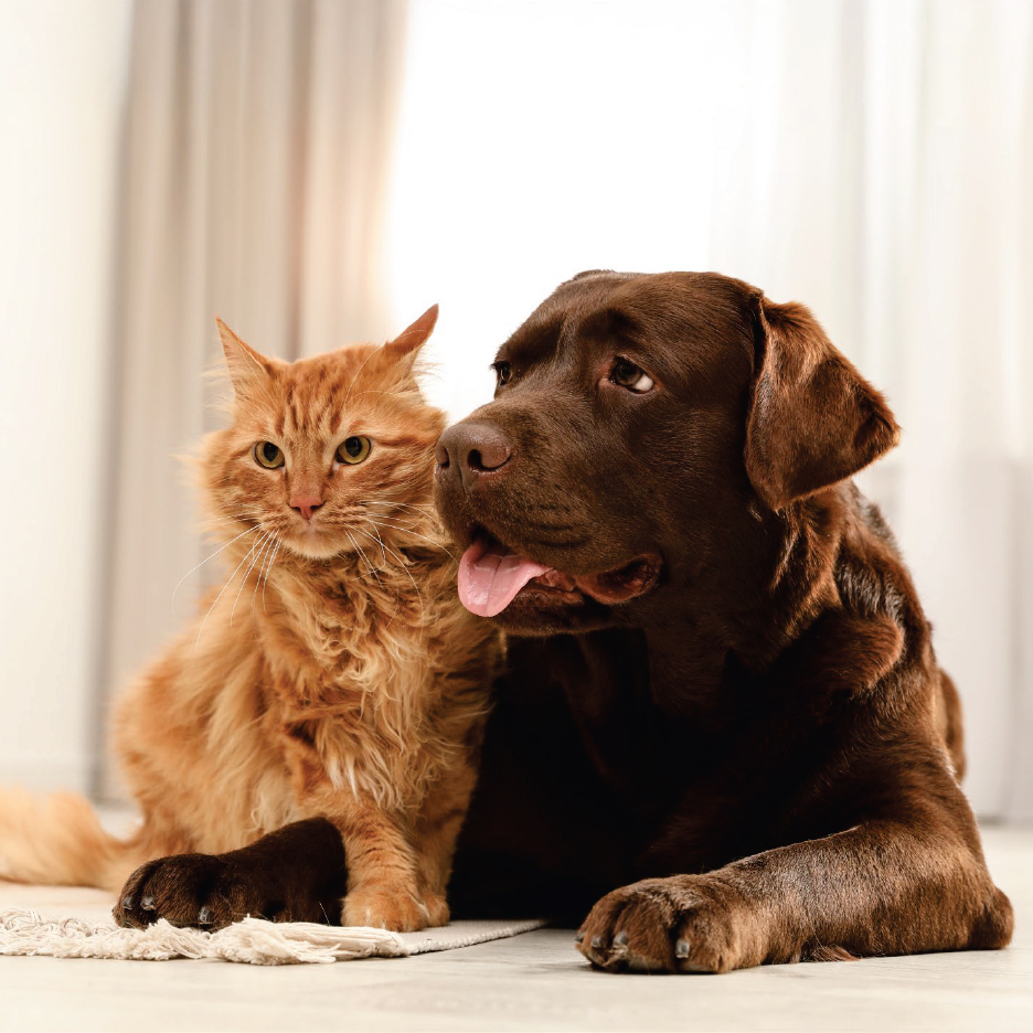 Кафяв лабрадор и оранжева котка лежат заедно на пода.