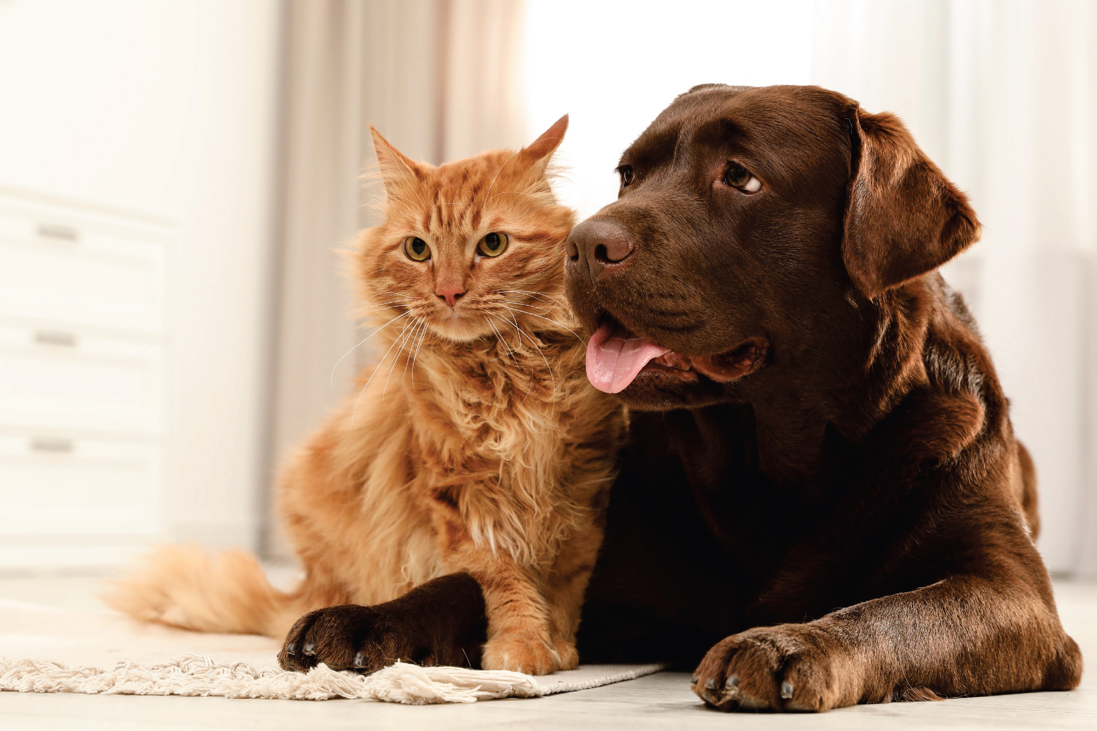 Шоколадов лабрадор и оранжева котка лежат заедно на килим.
