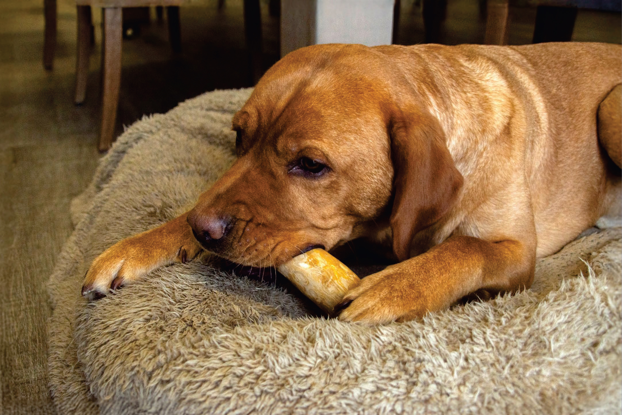 Куче дъвче кокал на меко легло.